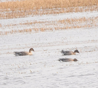 Pink-footed Goose (Anser brachyrhynchus)