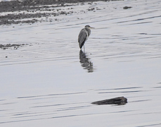 Gråhegre (Ardea cinerea)