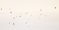 Twite (Linaria flavirostris)