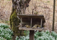 European Greenfinch (Chloris chloris)