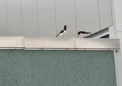 Tjeld (Haematopus ostralegus)