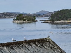 Fiskemåke (Larus canus)