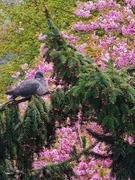 Wood Pigeon (Columba palumbus)