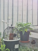 Stær (Sturnus vulgaris)