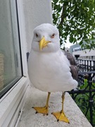 Sildemåke (Larus fuscus)