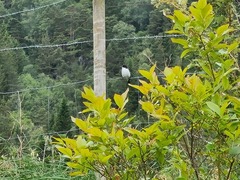 Pied Flycatcher (Ficedula hypoleuca)
