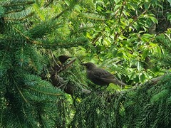 Stær (Sturnus vulgaris)