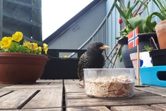 Stær (Sturnus vulgaris)