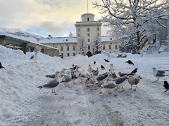 Herring Gull (Larus argentatus)