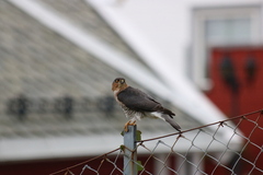 Eurasian Sparrowhawk (Accipiter nisus)
