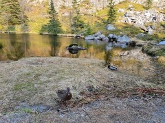 Mallard (Anas platyrhynchos)