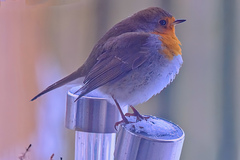 Robin (Erithacus rubecula)