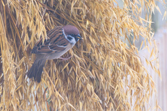 Eurasian Tree Sparrow (Passer montanus)