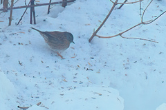 Hedge Accentor (Prunella modularis)