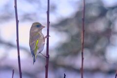 European Greenfinch (Chloris chloris)