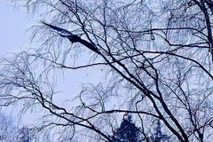 Common Raven (Corvus corax)