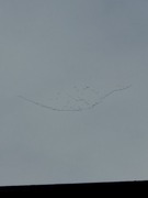 Greylag Goose (Anser anser)