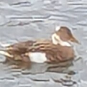 Mallard (Anas platyrhynchos)