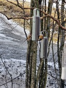 European Goldfinch (Carduelis carduelis)