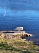 Knoppsvane (Cygnus olor)