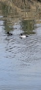 Kvinand (Bucephala clangula)