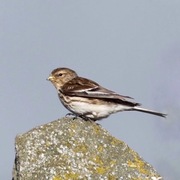 Twite (Linaria flavirostris)