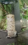 Blackcap (Sylvia atricapilla)