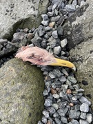 Svartbak (Larus marinus)