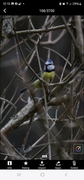 Blue Tit (Cyanistes caeruleus)