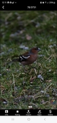Chaffinch (Fringilla coelebs)