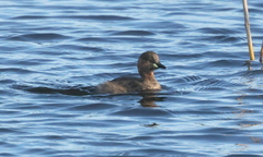 Dvergdykker (Tachybaptus ruficollis)
