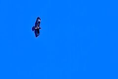 Musvåk (Buteo buteo)
