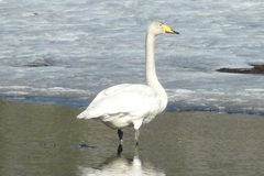 Whooper Swan (Cygnus cygnus)