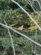 Hazel Grouse (Bonasa bonasia)