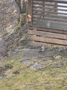 Nøtteskrike (Garrulus glandarius)