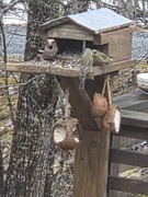 Hawfinch (Coccothraustes coccothraustes)