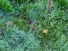 Hedge Accentor (Prunella modularis)