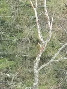 Green Woodpecker (Picus viridis)