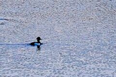 Tufted Duck (Aythya fuligula)