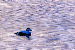 Common Eider (Somateria mollissima)