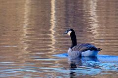 Canada Goose (Branta canadensis)