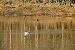 Common Goldeneye (Bucephala clangula)