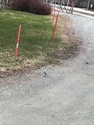 White Wagtail (Motacilla alba)