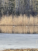 Tufted Duck (Aythya fuligula)