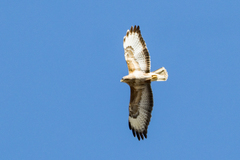 Musvåk (Buteo buteo)