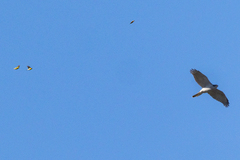 Hønsehauk (Accipiter gentilis)