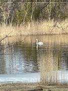 Svane (Cygnus sp.)