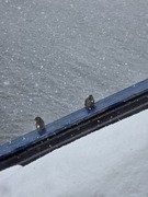 House Sparrow (Passer domesticus)