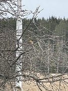 Robin (Erithacus rubecula)