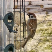Eurasian Tree Sparrow (Passer montanus)